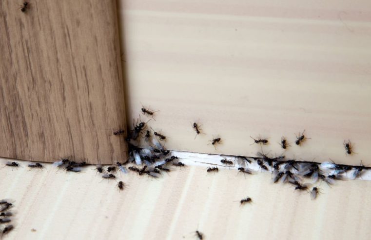 Ants as Pests and Proper Ant Control in Mississauga